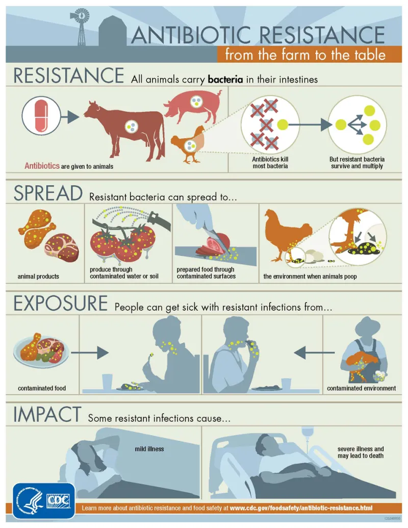 An Arms Race Against Evolution: Why the Mathematics of Antibiotic Resistance May Determine Medicine's Future